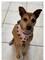 Make Your Own Fleece Dog Bandana Activity for Elderly, Low Vision, Blind, Disabled, Dementia and Child Friendly, Simply lace with Fleece Ribbon & Plastic Needle, Package of 4